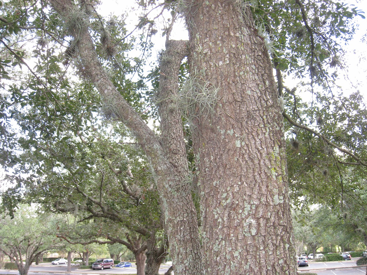 Vacation 2007-12 - Beaches Disney Hotels 0481.jpg - On the 2007-08 Florida vacation we visited beaches from Fort Myers to Sanibel Island sampling local food along the way. Green water and white sugar beaches! Arriving at Disney World we visited several of the theme resorts.